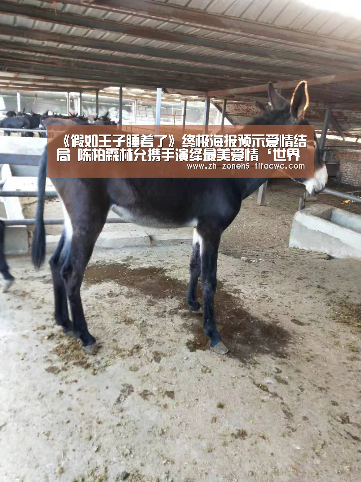 《假如王子睡着了》终极海报预示爱情结局 陈柏霖林允携手演绎最美爱情‘世界杯买球网站’(图2) 世界杯买球网站